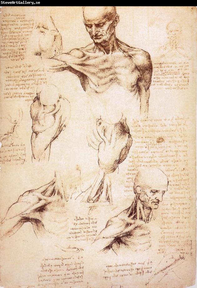 LEONARDO da Vinci The muscles of Thorax and shoulders in a lebnden person